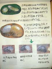 NO.7
