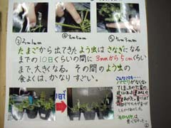 NO.5