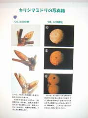 NO.4