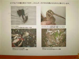 NO.5
